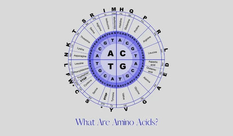 HerbsPro.com Blog - What are Amino Acids?