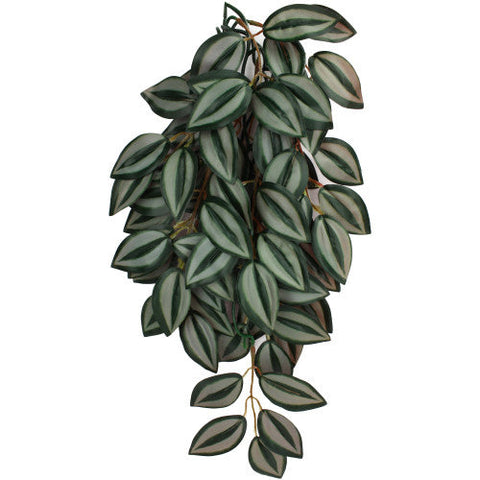 Komodo, Komodo Zebrina Hanging Plant, 1 Each/SM, 16 in