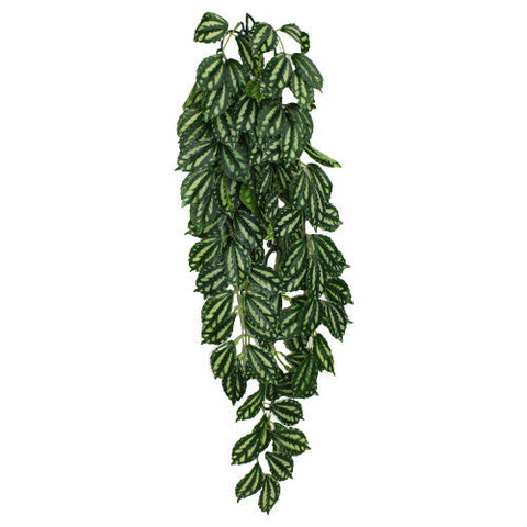 Komodo, Komodo Two-Toned Leaf Hanging Plant, 1 Each/LG, 26 in