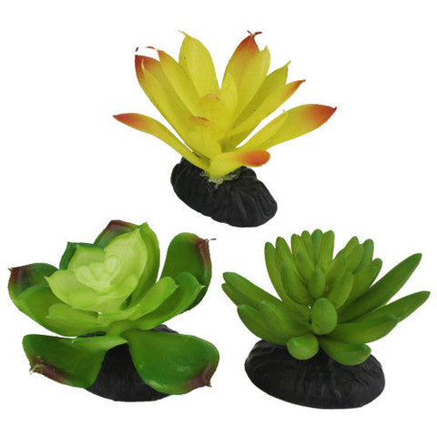 Komodo, Komodo Desert Succulent Plant, Yellow & Green, 1 Each/3 Pack