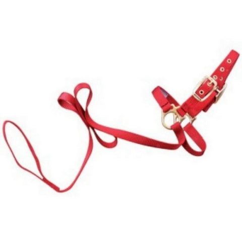Hamilton, Halter Livest Sheep With Lead Red, 1 Each