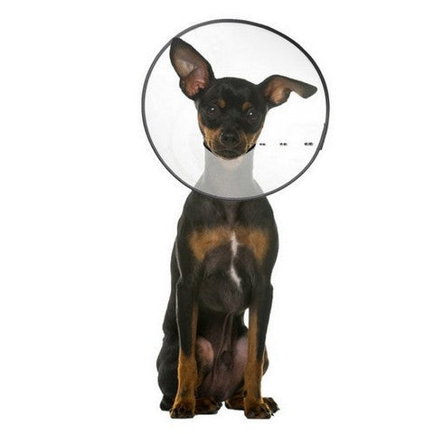 ZenPet, ZenPet E-Clear Plastic Recovery Collar, 1 Each / Small