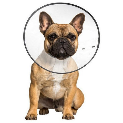 ZenPet, ZenPet E-Clear Plastic Recovery Collar, 1 Each / Medium