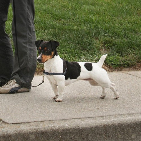 PetSafe, PetSafe Deluxe Easy Walk Steel Dog Harness, Black/Steel, 1 Each / Small