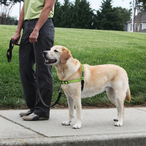 PetSafe, PetSafe Deluxe Easy Walk Steel Dog Harness, Black/Apple, Medium/Large