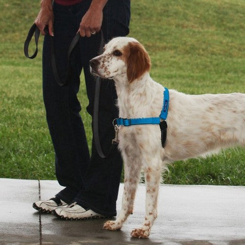 PetSafe, PetSafe Deluxe Easy Walk Steel Dog Harness, Black/Ocean, Medium