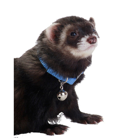 Marshall, Marshall Pet Products Ferret Bell Collar, Blue, 3/8 Inches