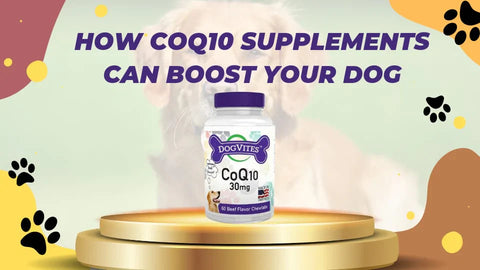How CoQ10 Supplements Can Boost Your Dog's Energy and Immunity