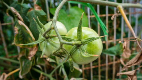 Going Green: The Benefits of Superfoods and Eco-Friendly Living