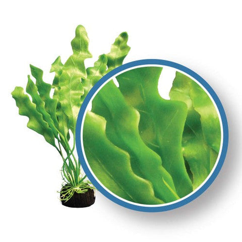 Weco, Weco Products Freshwater Pro Series Amazon Ruffled Sword Aquarium Plant, Green, 1 Each/6 in