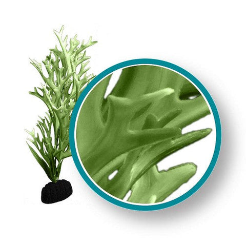 Weco, Weco Products Marine Pro Series Giant Kelp Aquarium Plant, Green, 1 Each/6 in, Giant