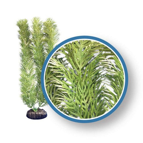 Weco, Weco Products Freshwater Pro Series Cabomba Aquarium Plant, Green, 1 Each/9 in