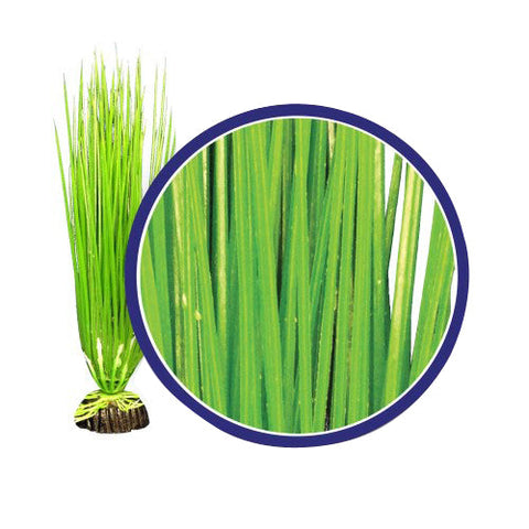 Weco, Weco Products Freshwater Series Asian Hairgrass Aquarium Plant, Green, 1 Each/12 in