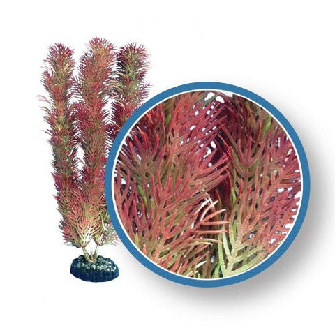 Weco, Weco Products Freshwater Pro Series Cabomba Aquarium Plant, Red, 1 Each/12 in