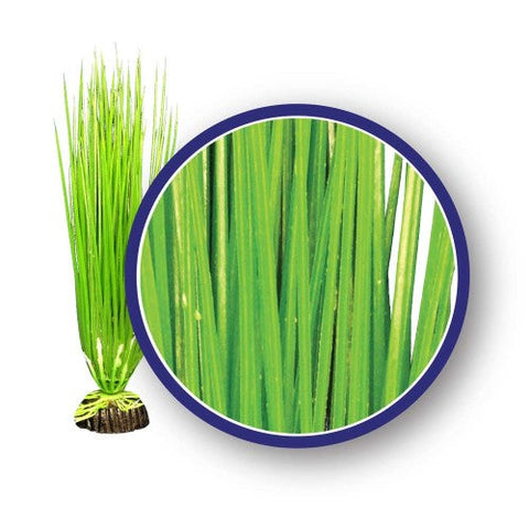 Weco, Weco Products Freshwater Series Asian Hairgrass Aquarium Plant, Green, 1 Each/18 in