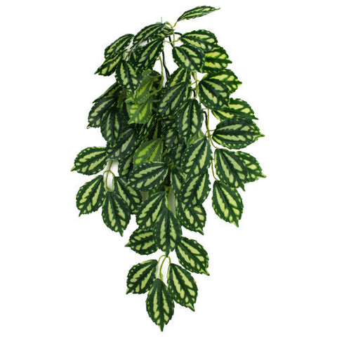 Komodo, Komodo Two-Toned Leaf Hanging Plant, 1 Each/SM, 16 in