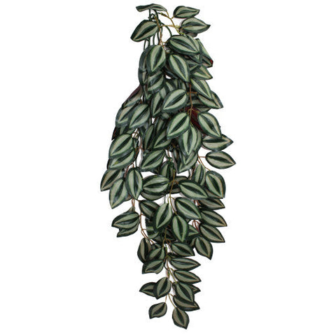 Komodo, Komodo Zebrina Hanging Plant, 1 Each/LG, 26 in