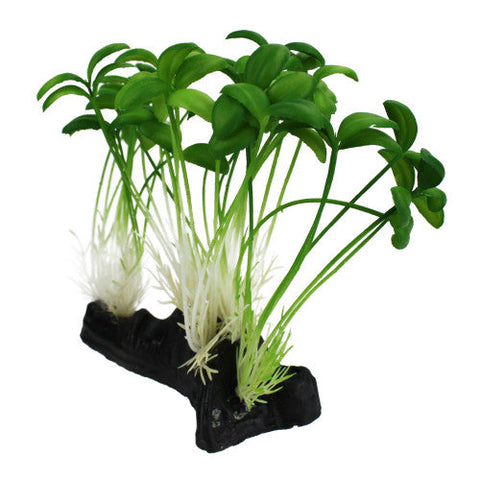 Komodo, Komodo Sprout Plant, 1 Each/One Size