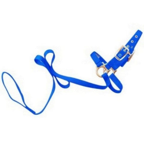Hamilton, Halter Livest Sheep With Lead Blue, 1 Each