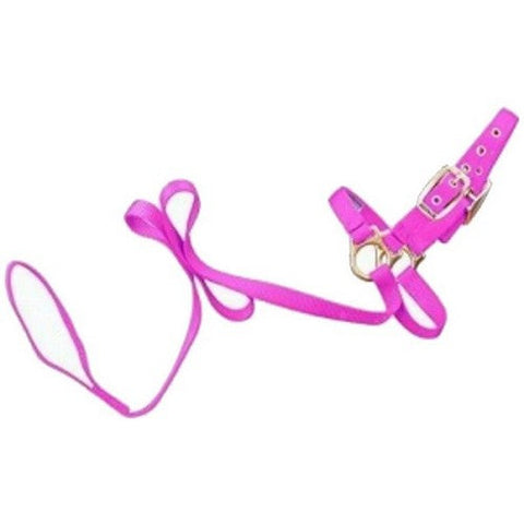 Hamilton, Halter Livest Sheep With Lead Hot Pn, 1 Each