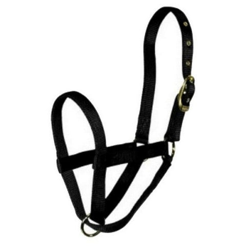 Hamilton, Halter Livest Turn Out Cow Black, 1 Each
