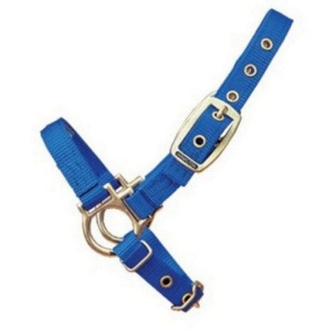 Halter Livest Sheep Adjustable 3/4" Blue 1 Each by Hamilton