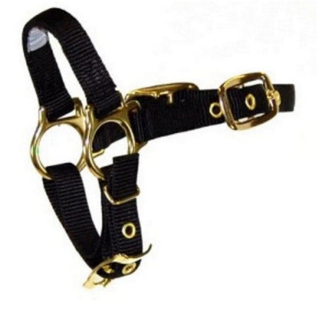 Halter Livest Sheep Adjustable 3/4" Black 1 Each by Hamilton