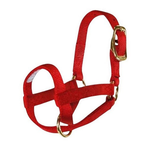 Halter Livest Goat 3/4" Kid Red 1 Each by Hamilton