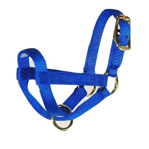 Halter Livest Goat 3/4" Billy Blue 1 Each by Hamilton