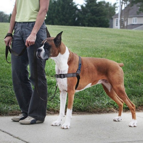 PetSafe, PetSafe Deluxe Easy Walk Steel Dog Harness, Black/Steel,  Large
