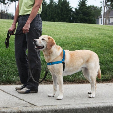 PetSafe, PetSafe Deluxe Easy Walk Steel Dog Harness, Black/Ocean,  Medium/Large