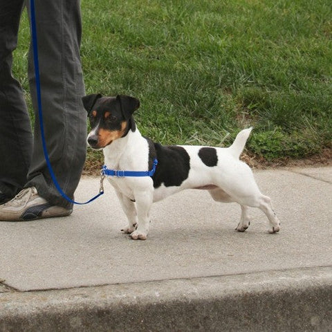 PetSafe, PetSafe Deluxe Easy Walk Steel Dog Harness, Black/Ocean,  1 Each / Small