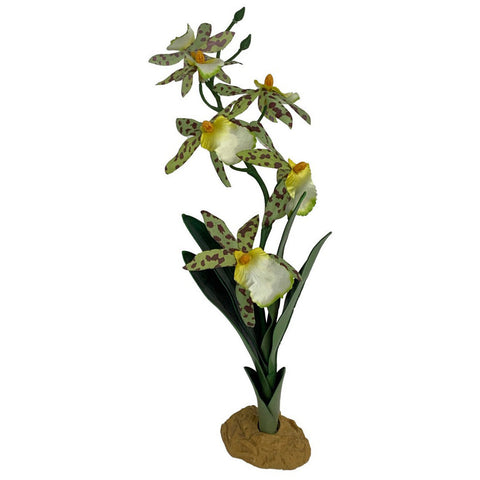Komodo, Komodo Spider Orchid Plant w/Gravel, 1 Each