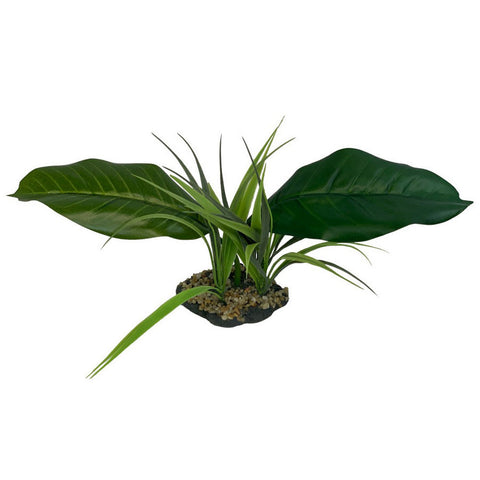 Komodo, Komodo Woodland Canopy Plant, 1 Each / 42 Cm