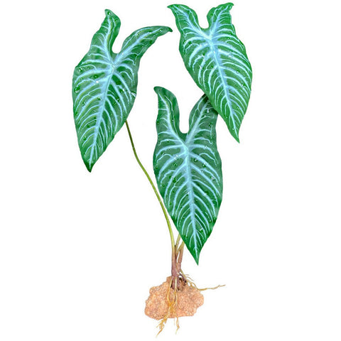 Komodo, Komodo Standing Plant, White Vein,  18 Inches