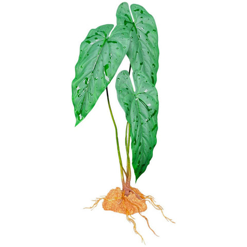 Komodo, Komodo Standing Plant, Emerald Vine,  18 Inches