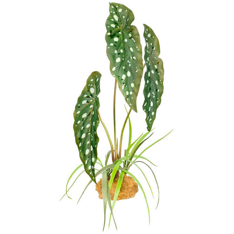 Komodo, Komodo Standing Plant, Spotted Begonia,  18 Inches